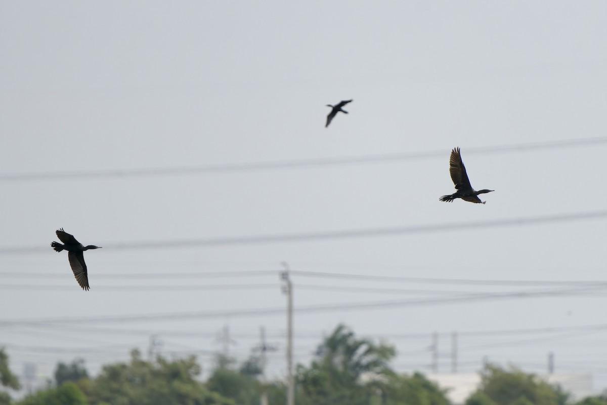 Indian Cormorant - ML645540531