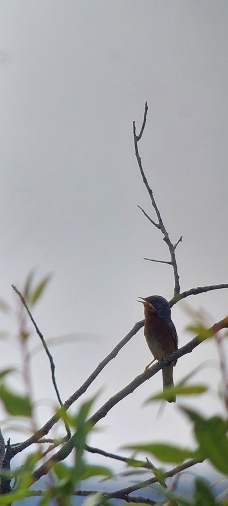 Eastern Subalpine Warbler - ML645540532