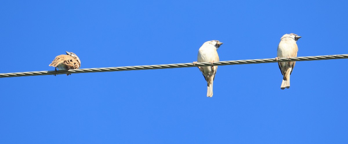 Eurasian Tree Sparrow - ML645540533