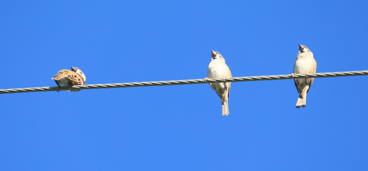 Eurasian Tree Sparrow - ML645540534