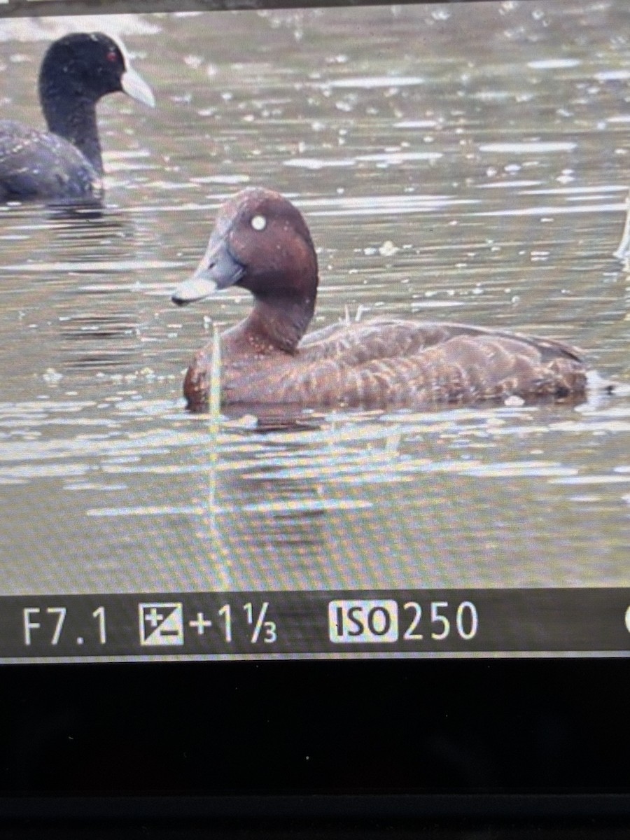 Hardhead - ML645540535