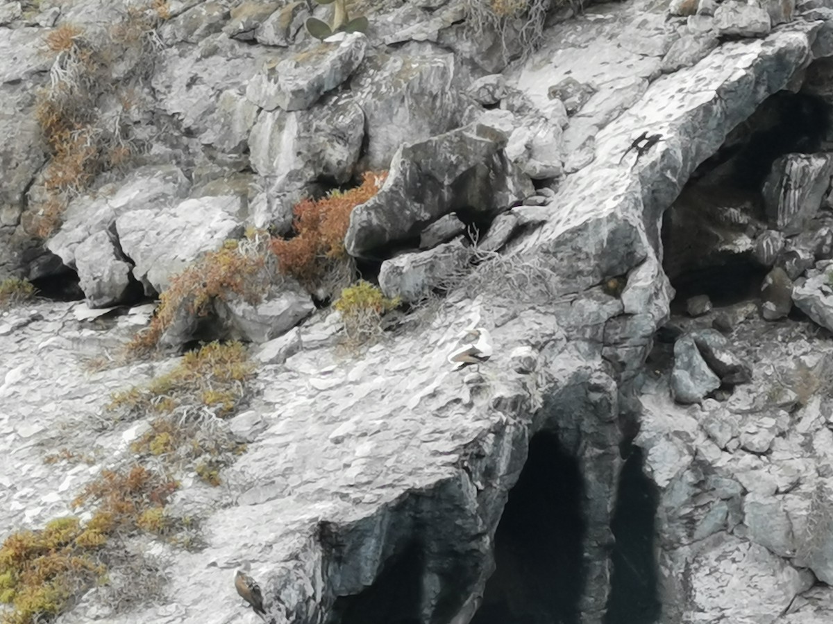 Nazca Booby - ML645540536