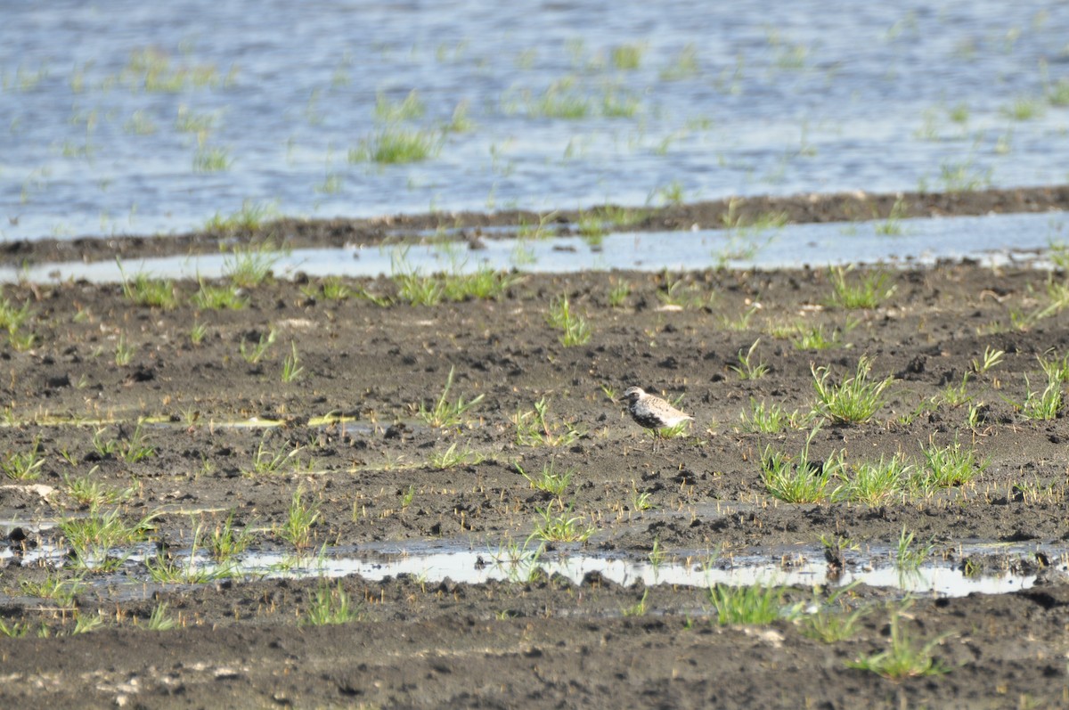 Black-bellied Plover - ML645540537