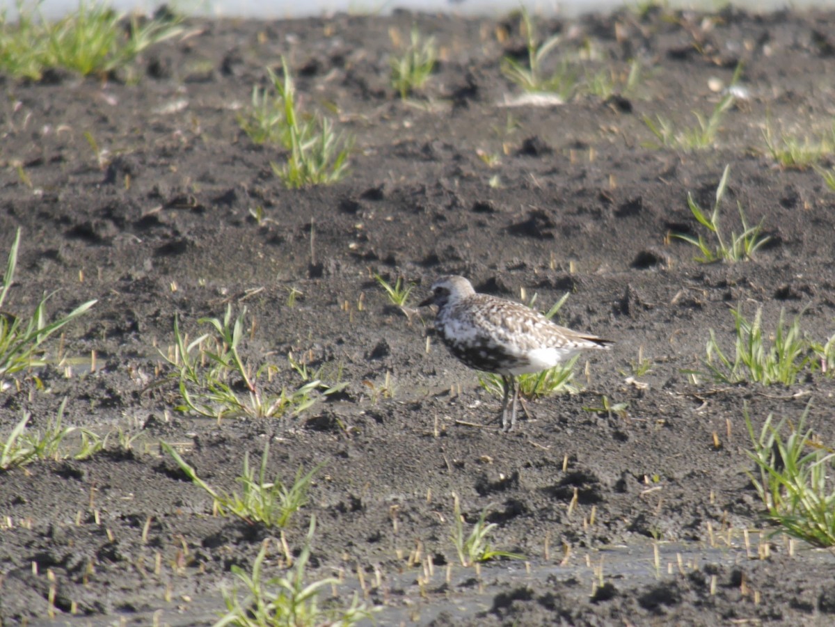 Black-bellied Plover - ML645540538