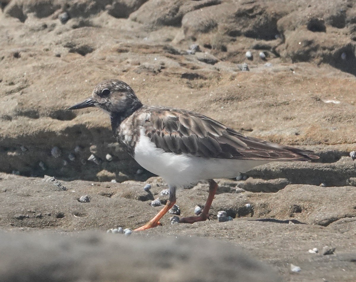 Ruddy Turnstone - ML645540539