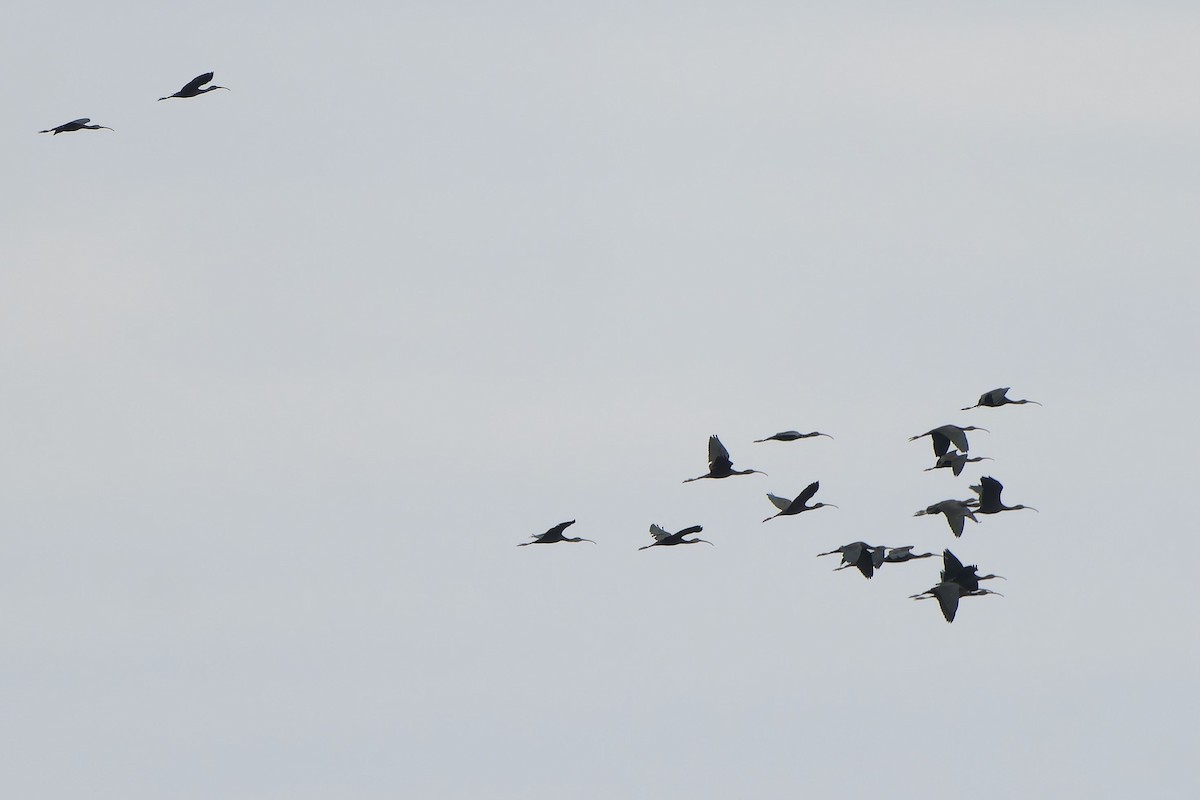 Glossy Ibis - ML645540540
