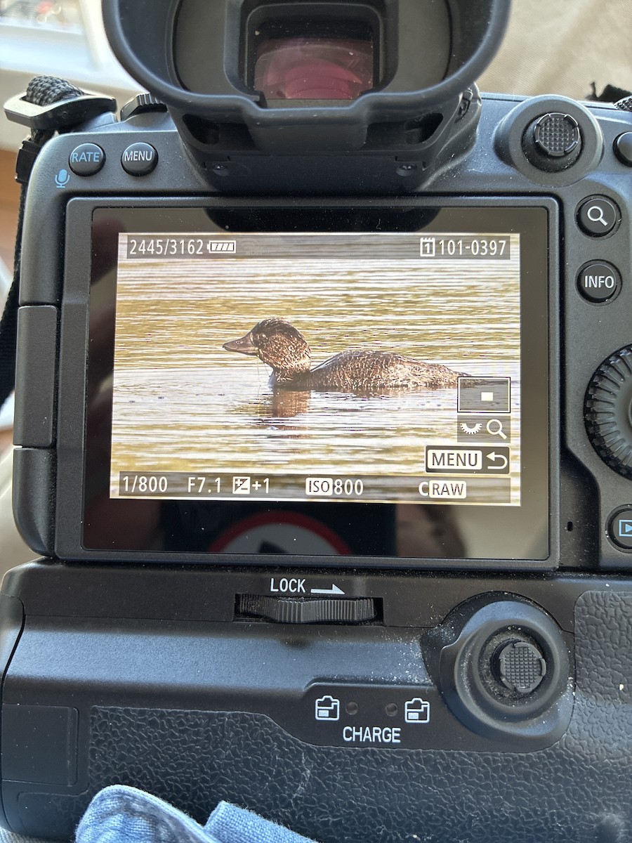Musk Duck - ML645540541