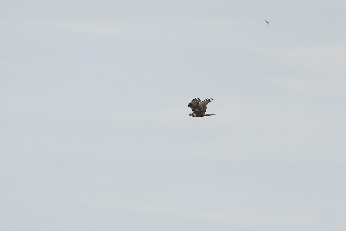 Eastern Marsh Harrier - ML645540542