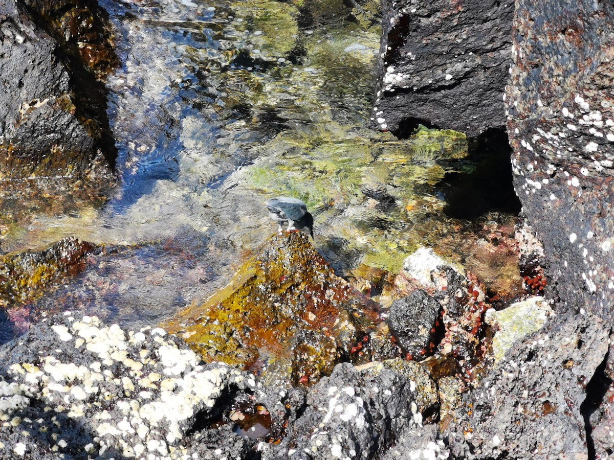 Lava Heron - ML645540543