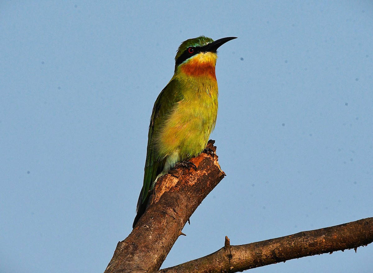 Blue-tailed Bee-eater - ML645540544