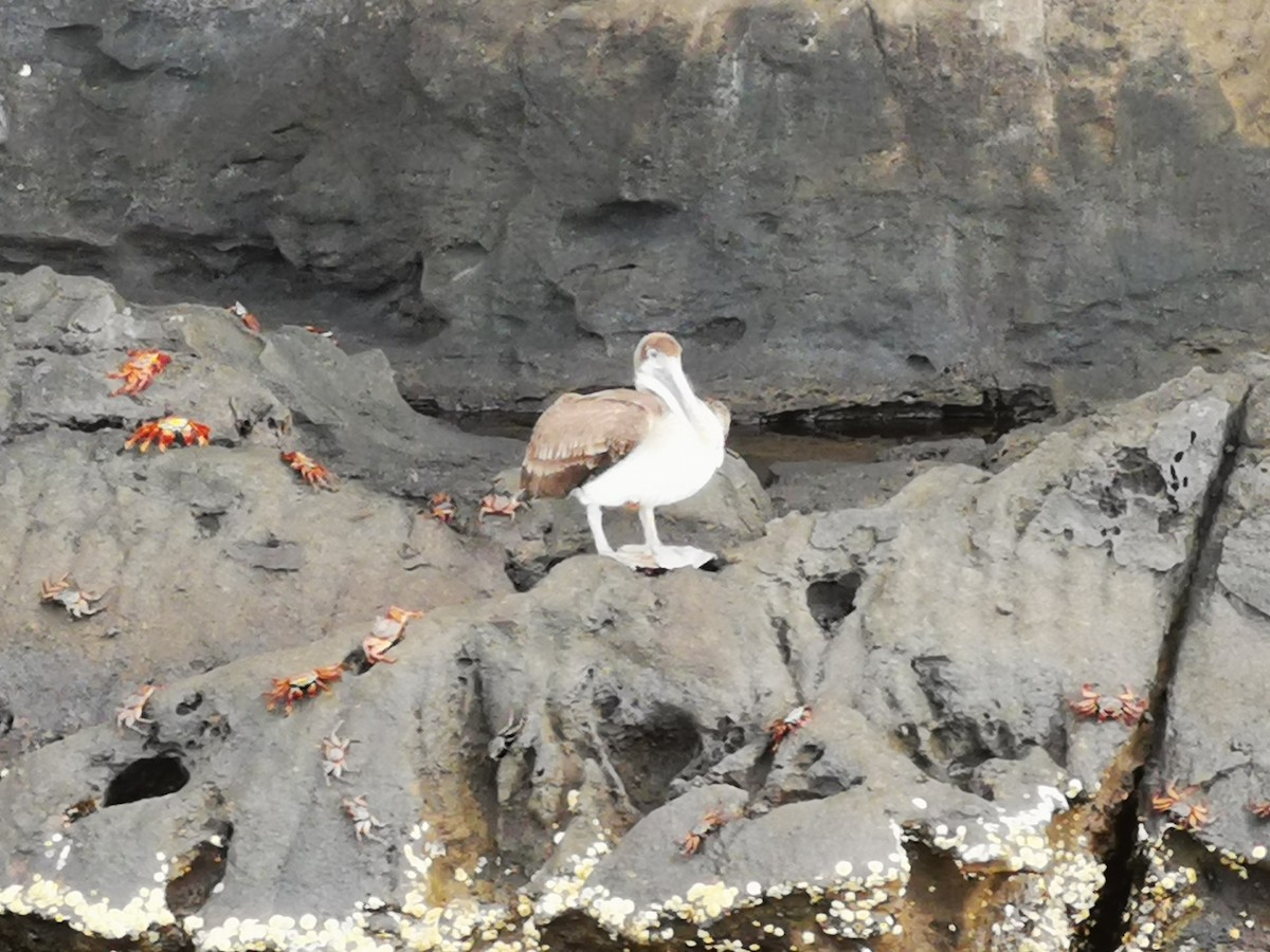 Brown Pelican - ML645540548