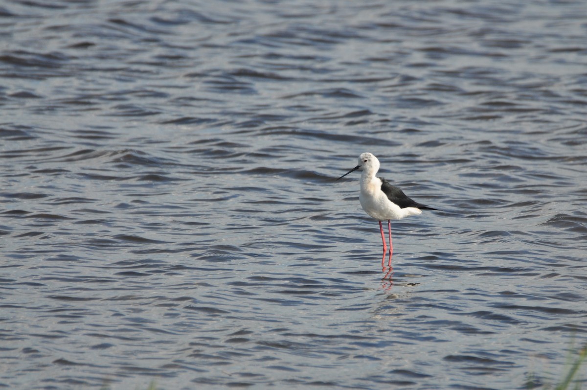 高蹺鴴 - ML645540549