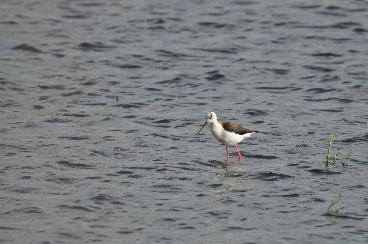 高蹺鴴 - ML645540550