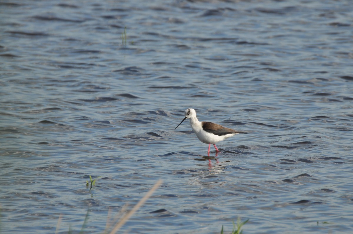 高蹺鴴 - ML645540552