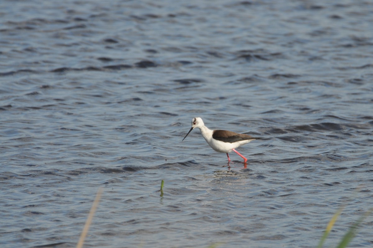 高蹺鴴 - ML645540553