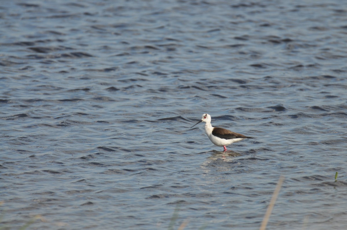 高蹺鴴 - ML645540559