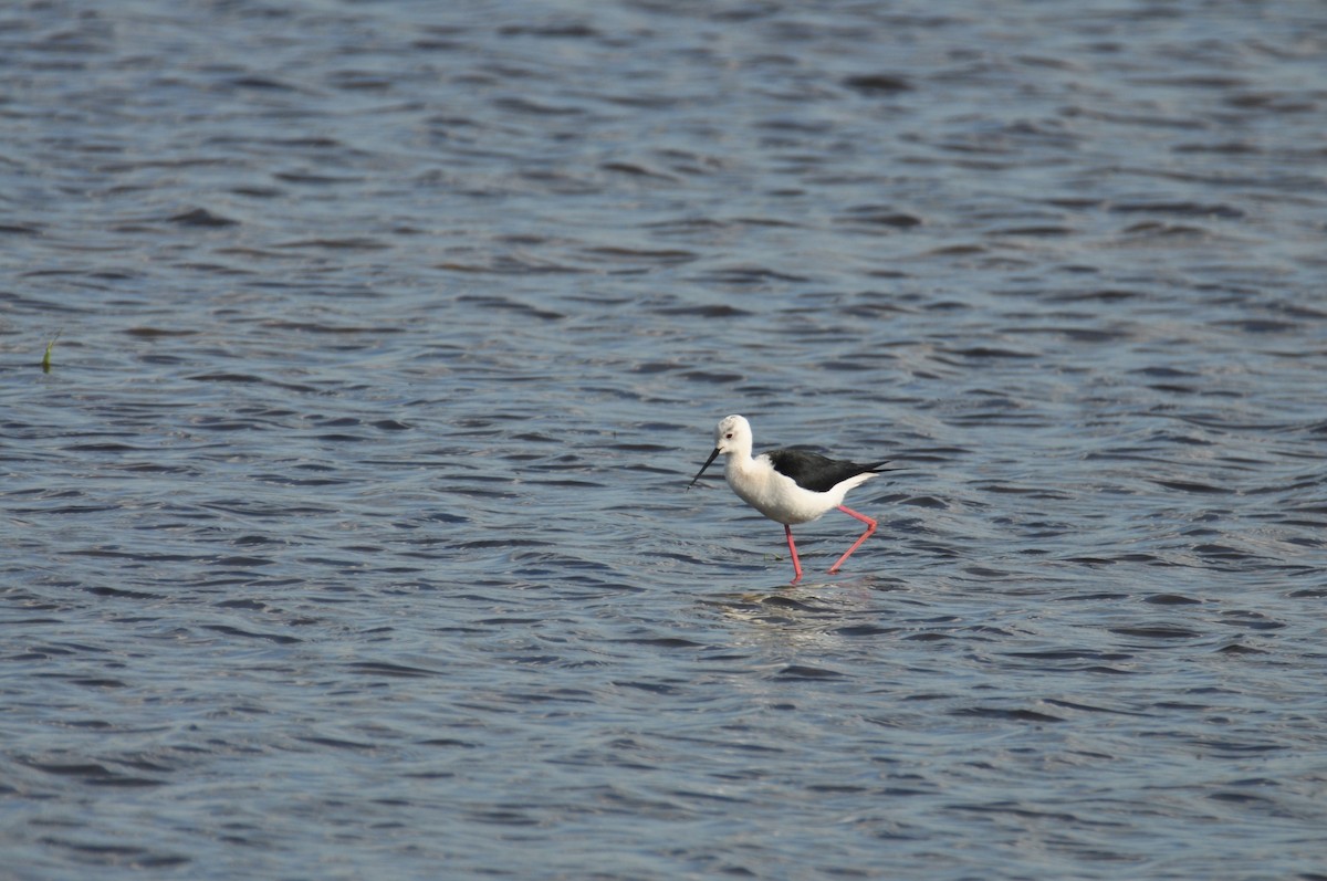 高蹺鴴 - ML645540560