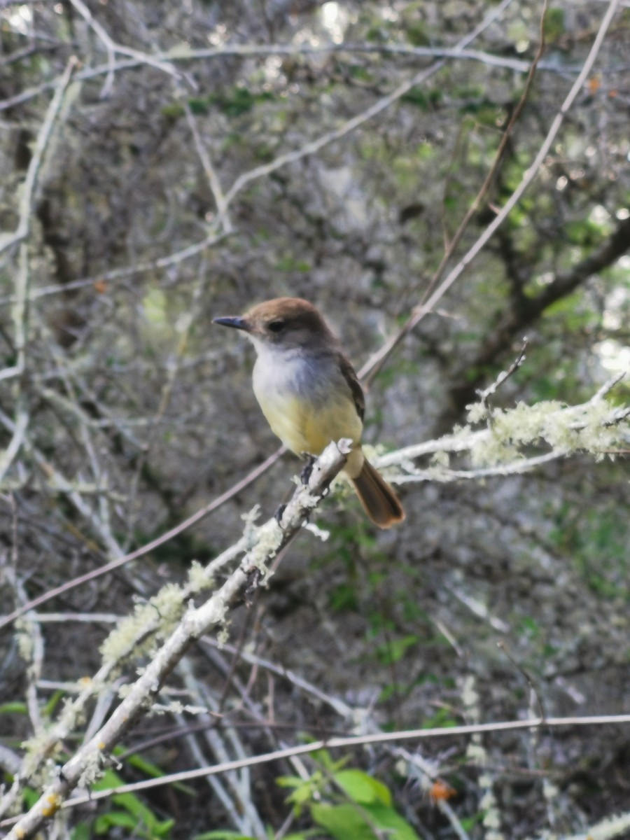 Galapagos Flycatcher - ML645540563