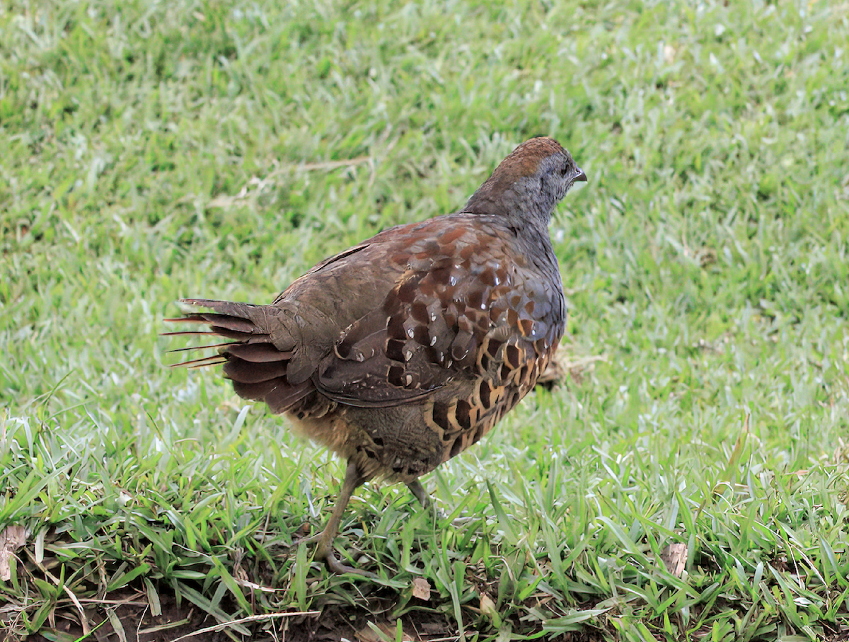 Taiwan Bamboo-Partridge - ML645540564