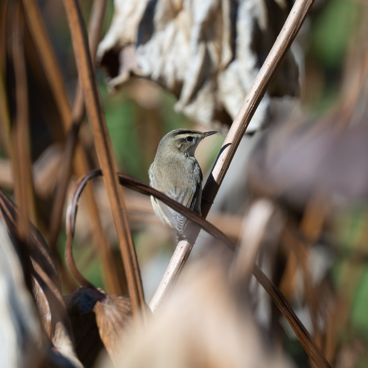 rákosník černobrvý - ML645540565