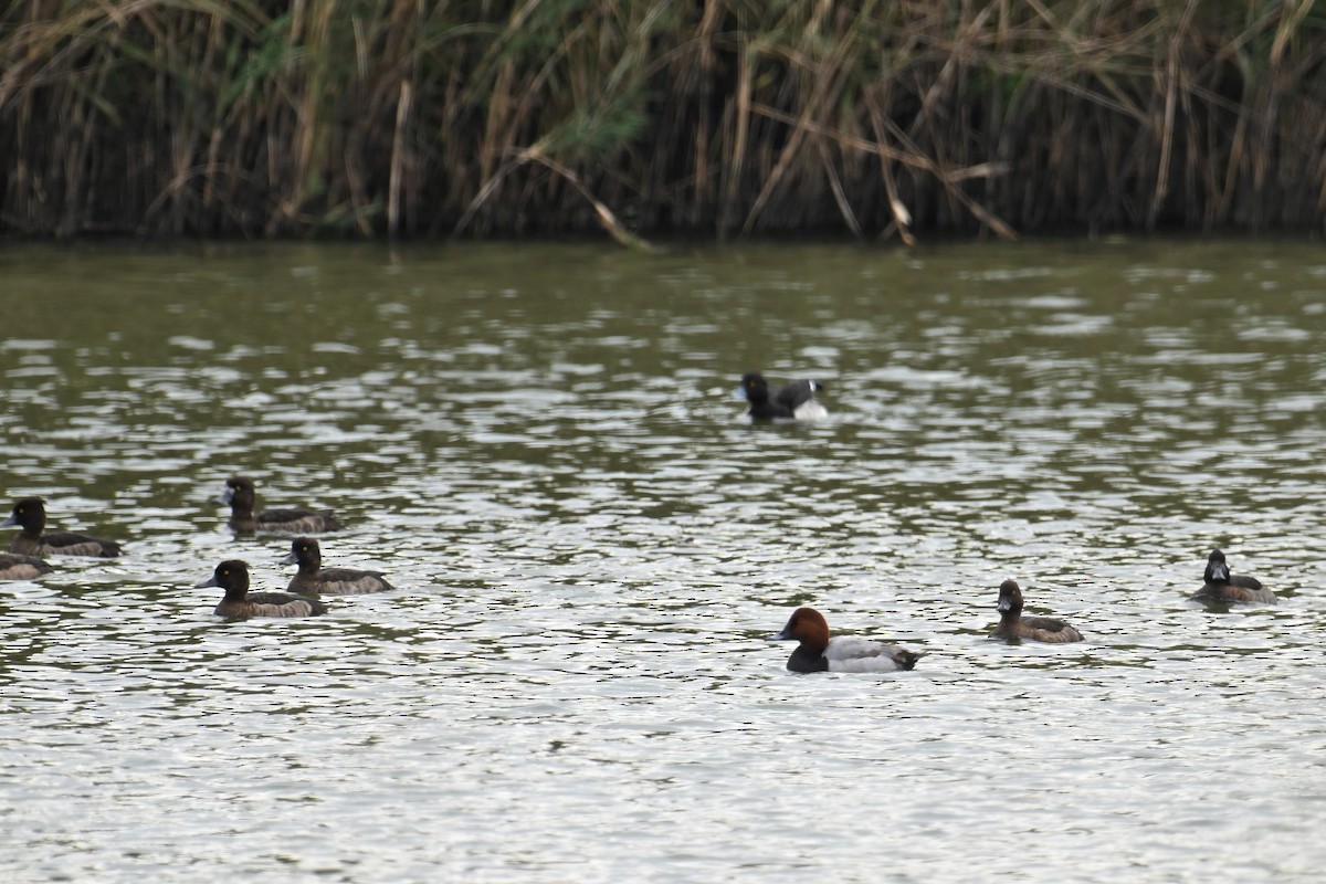 צולל מצויץ - ML645540567