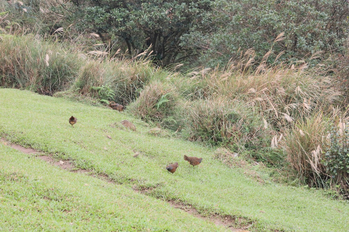 Taiwan Bamboo-Partridge - ML645540569