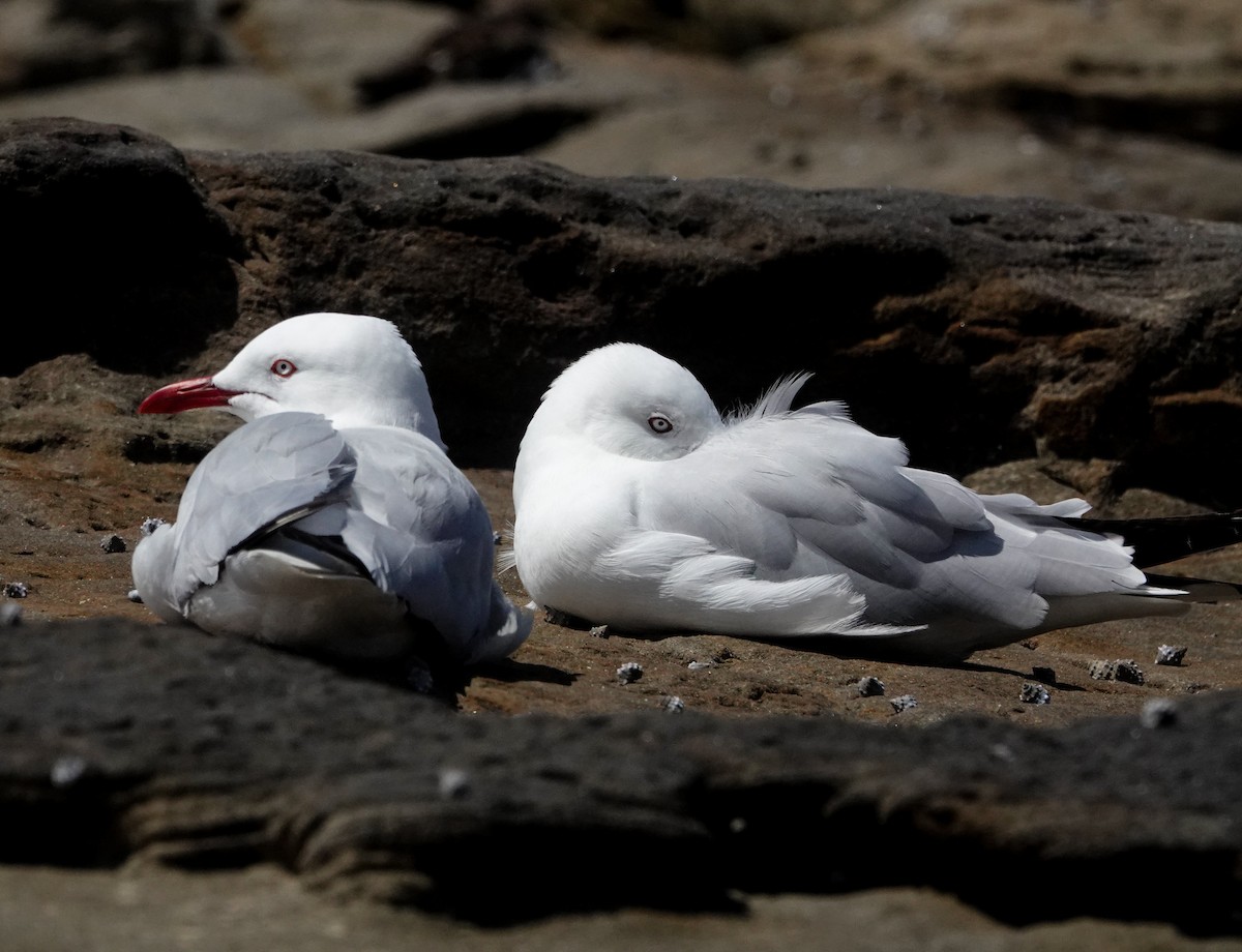 Silver Gull - ML645540570