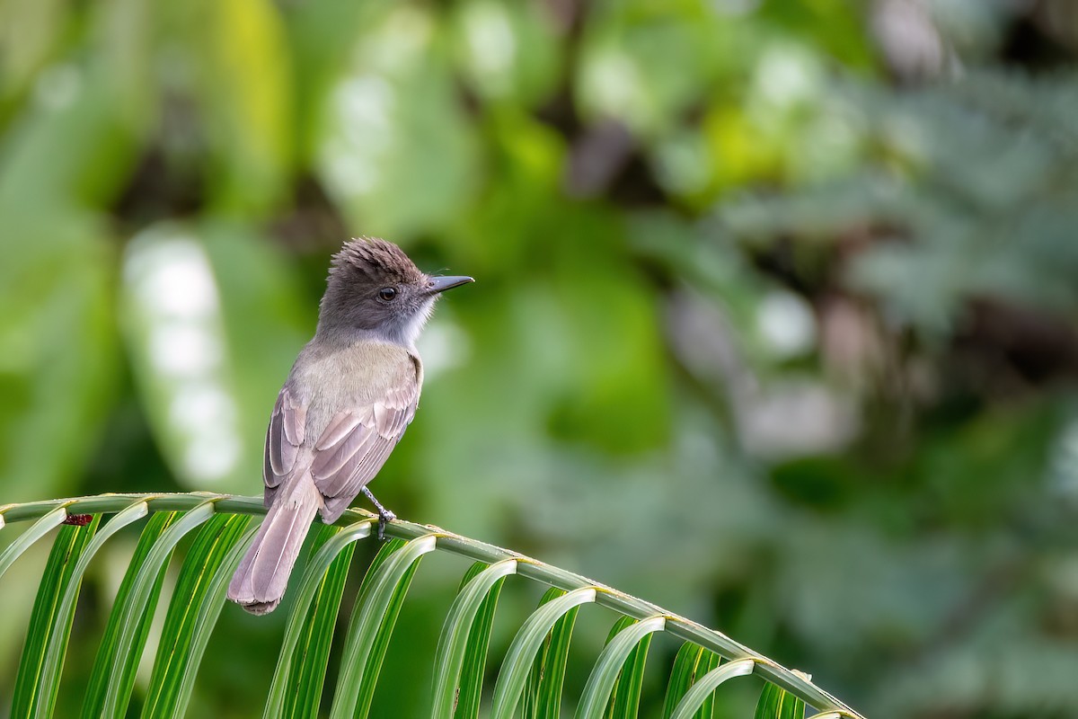Dusky-capped Flycatcher - ML645540571