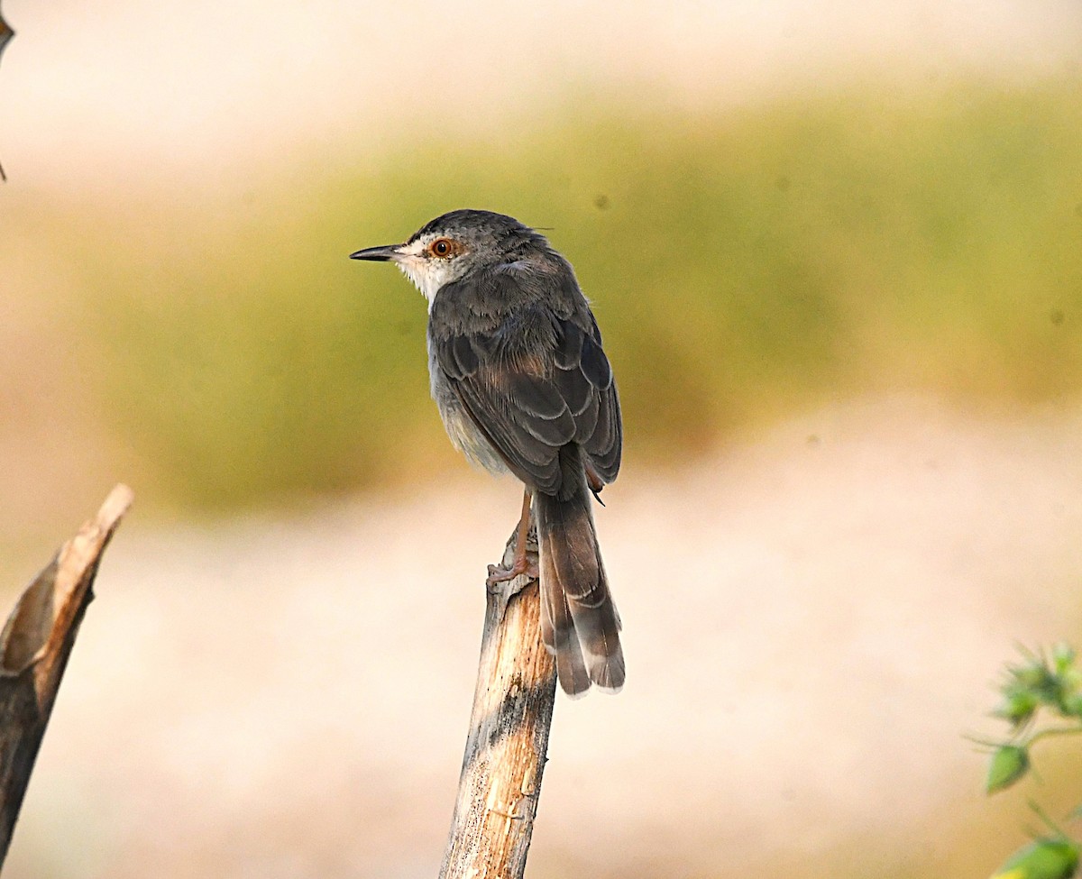 Plain Prinia - ML645540572