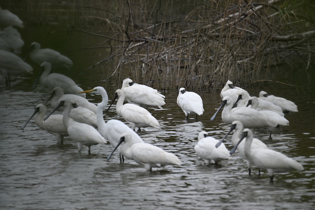 Black-faced Spoonbill - ML645540574