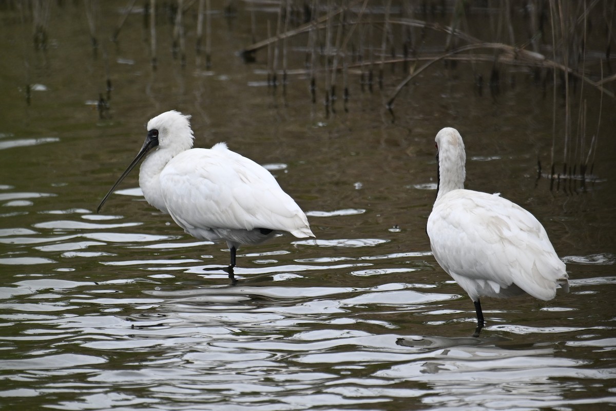 Black-faced Spoonbill - ML645540575