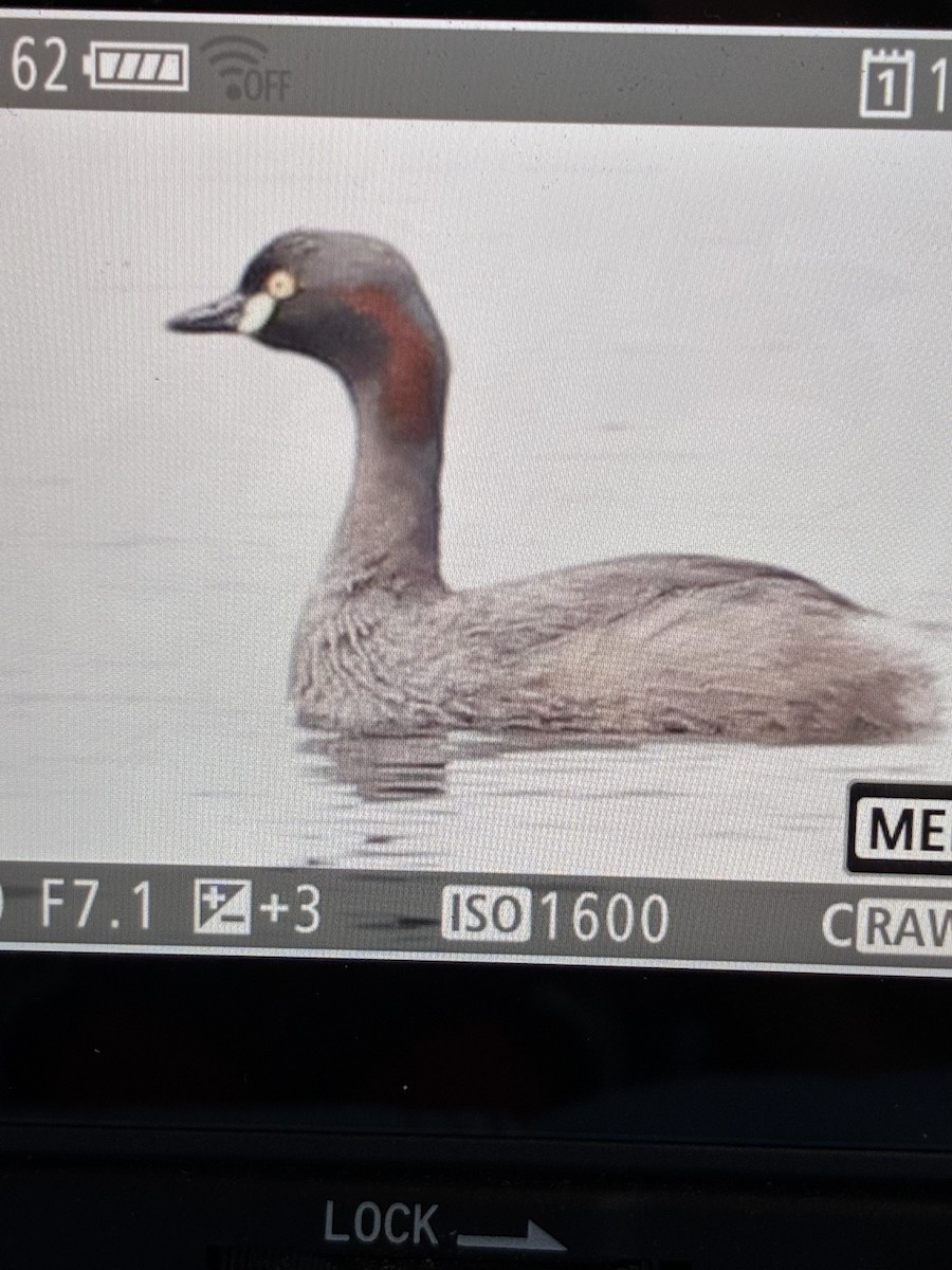 Australasian Grebe - ML645540576