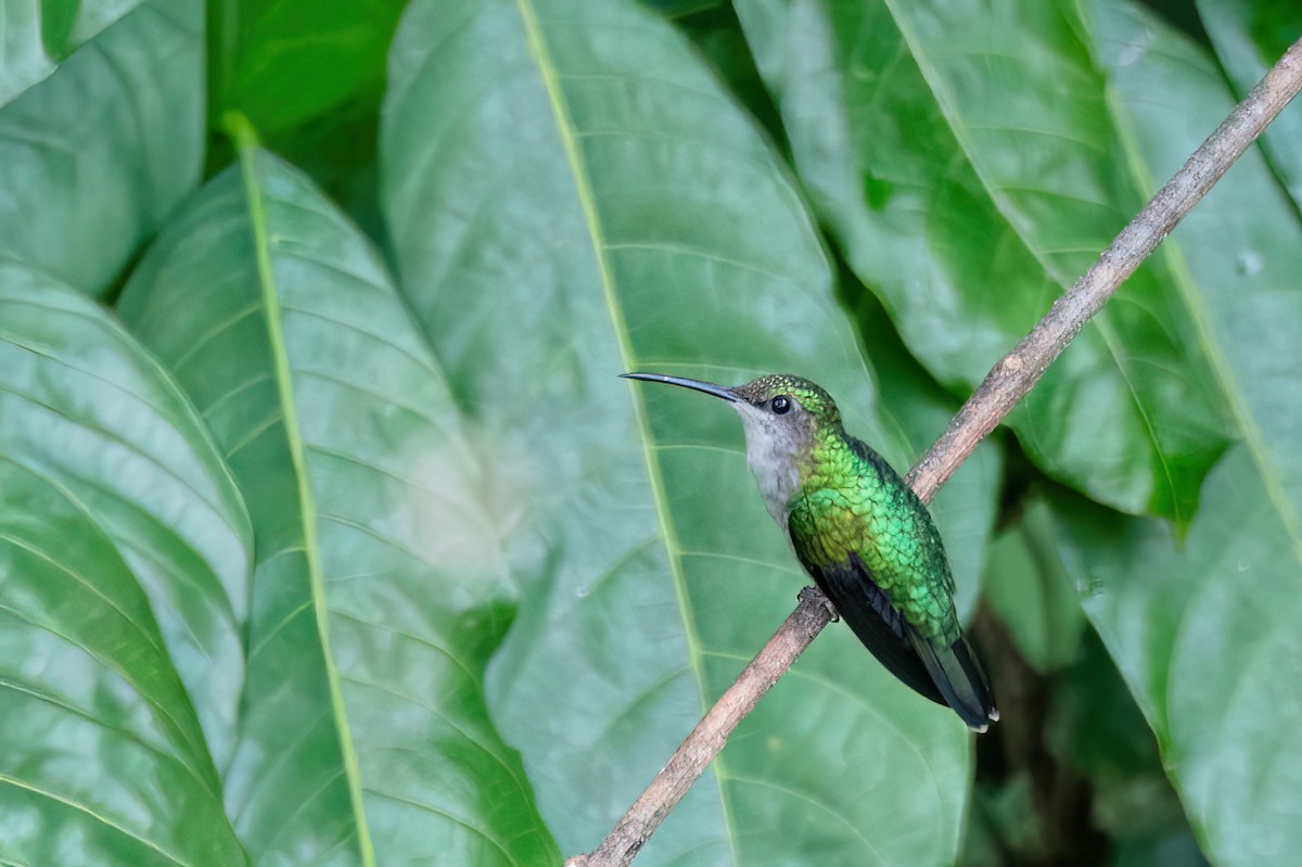 Fork-tailed Woodnymph - ML645540577