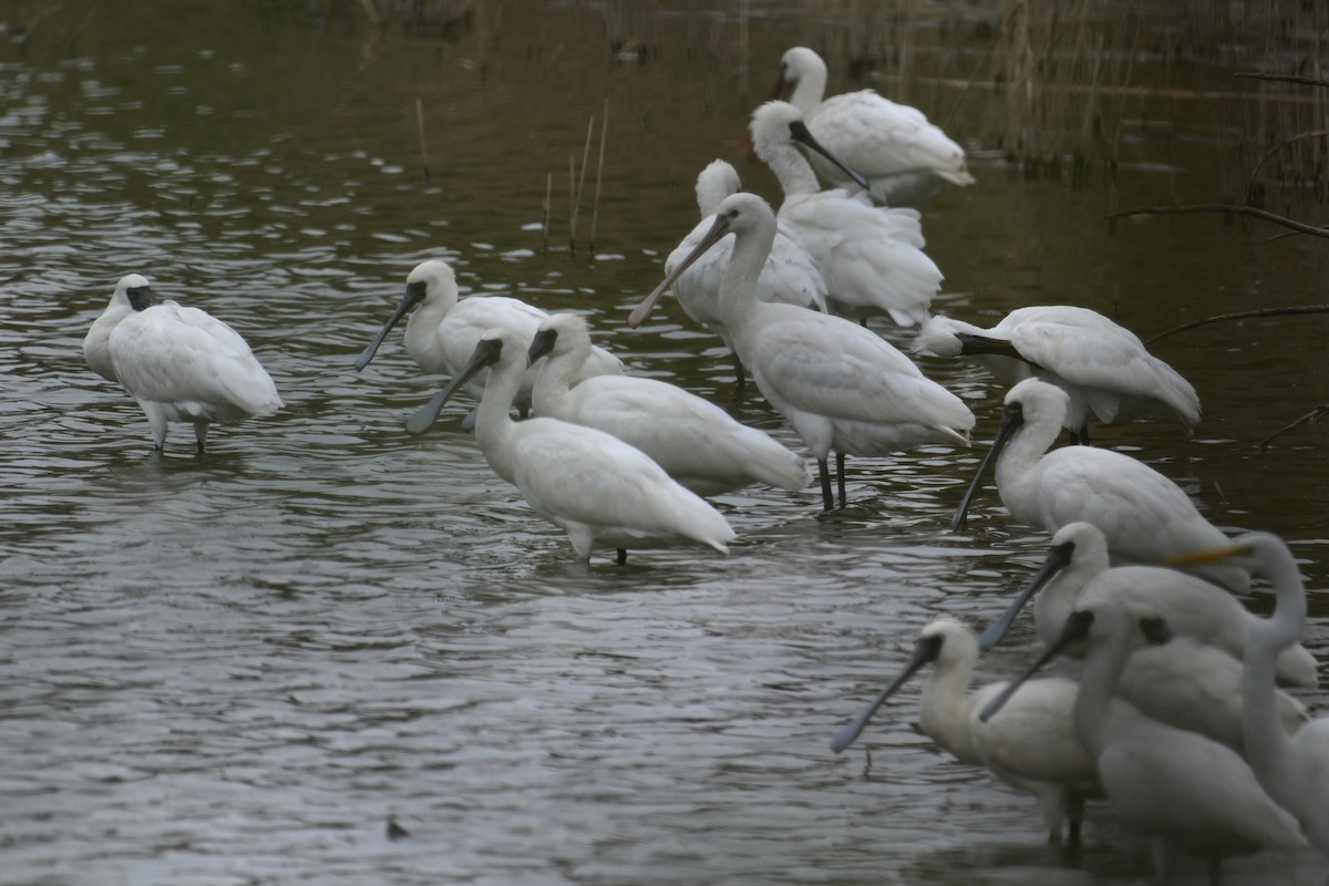 כפן - ML645540578