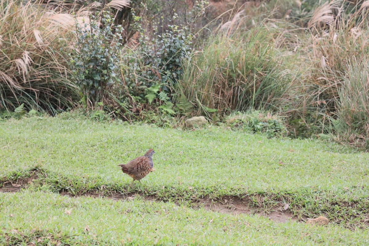 Taiwan Bamboo-Partridge - ML645540579