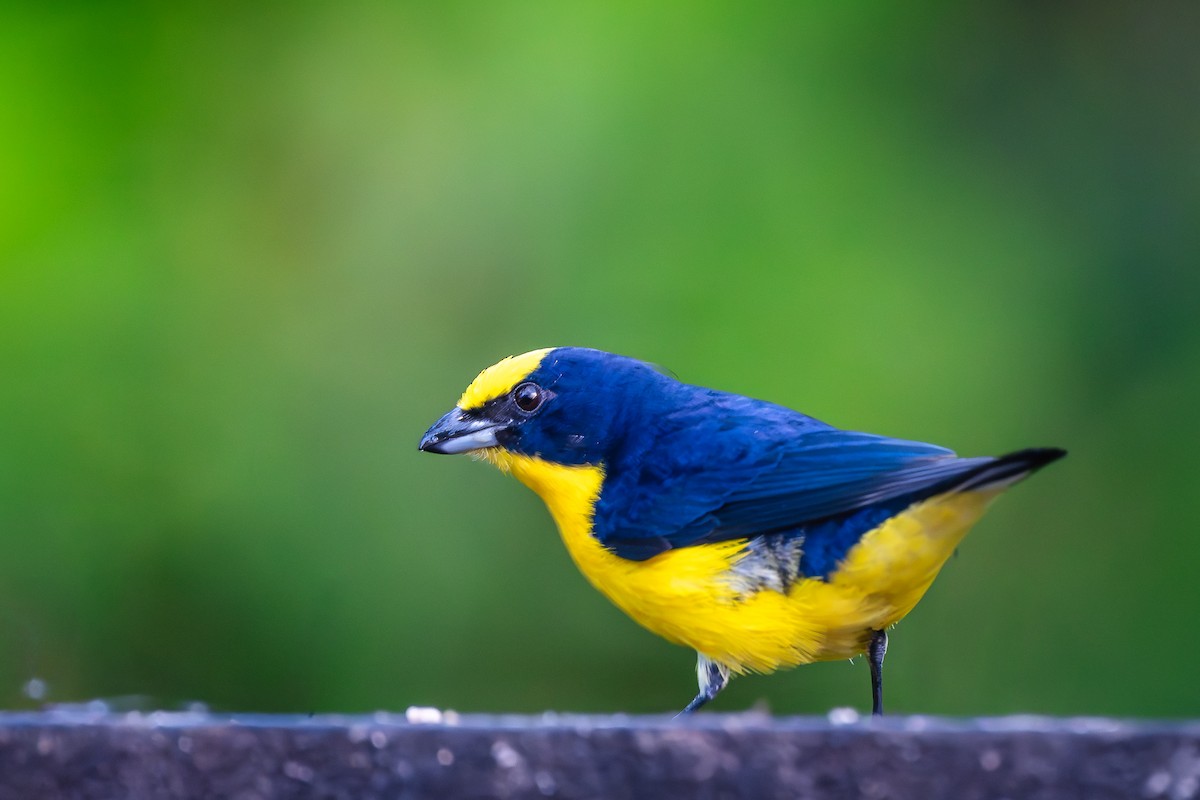Thick-billed Euphonia - ML645540580