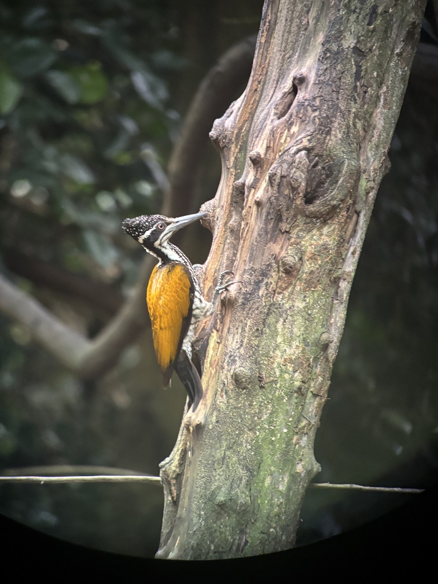 Greater Flameback - ML645540581