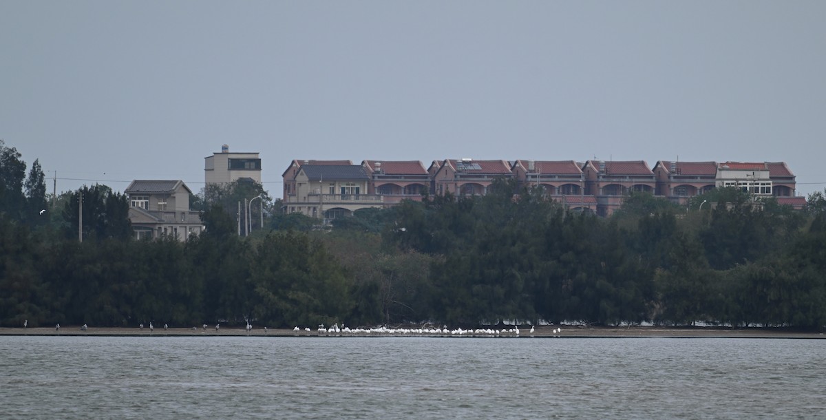 Black-faced Spoonbill - ML645540582