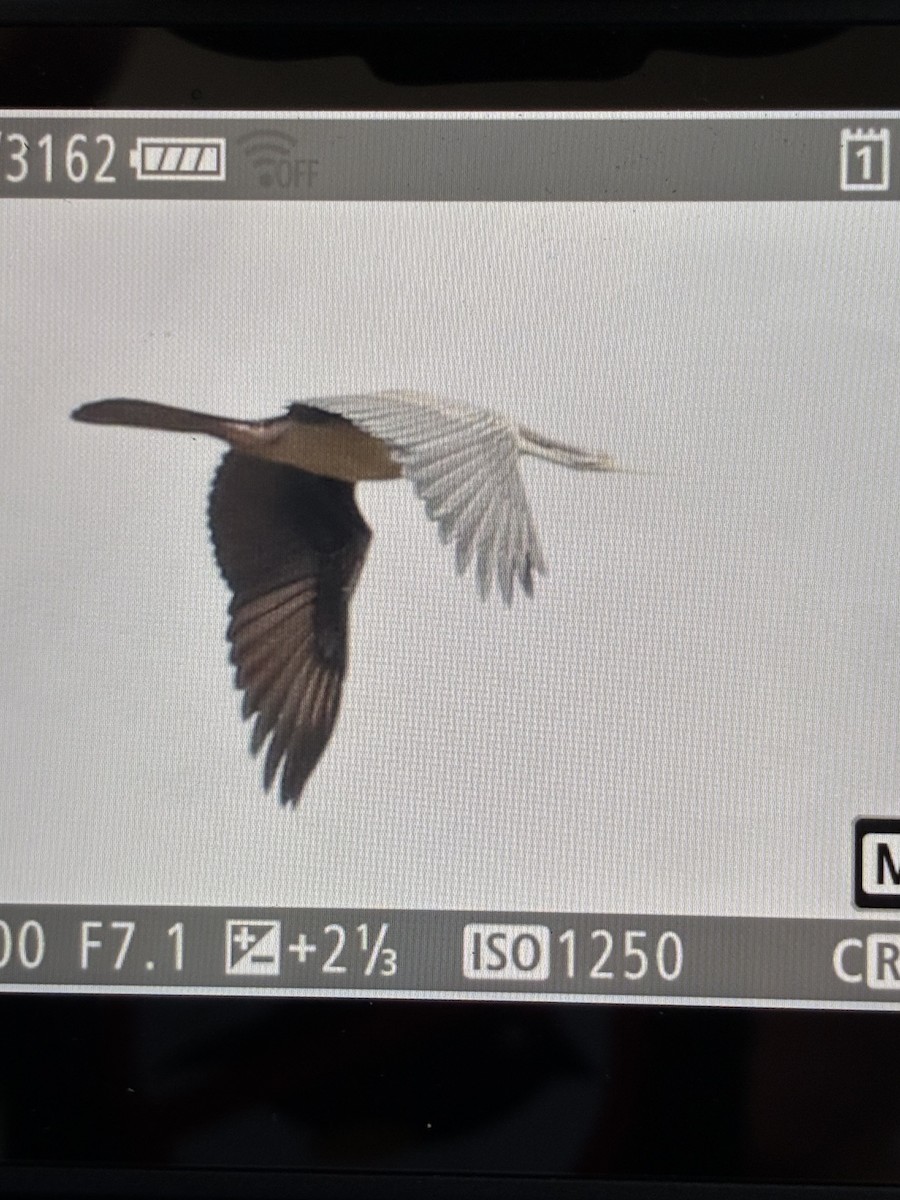 Australasian Darter - ML645540583