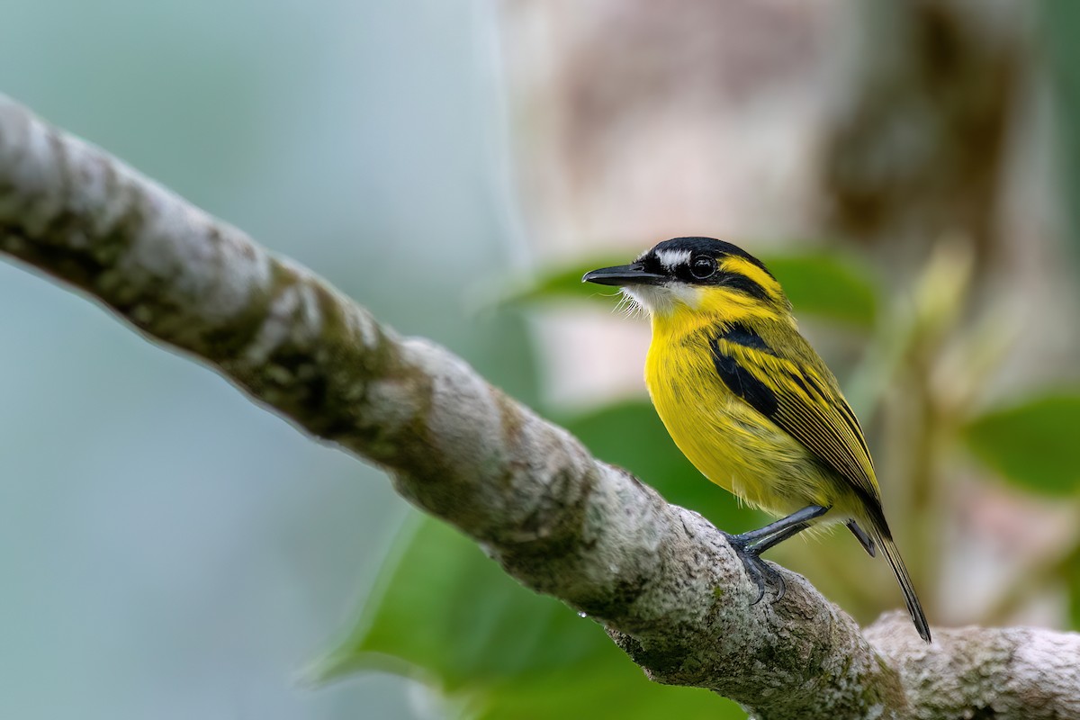 Yellow-browed Tody-Flycatcher - ML645540585