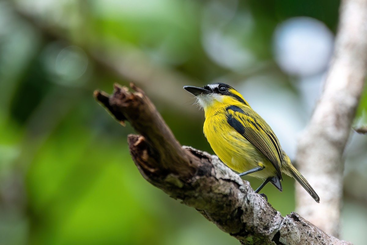Yellow-browed Tody-Flycatcher - ML645540586
