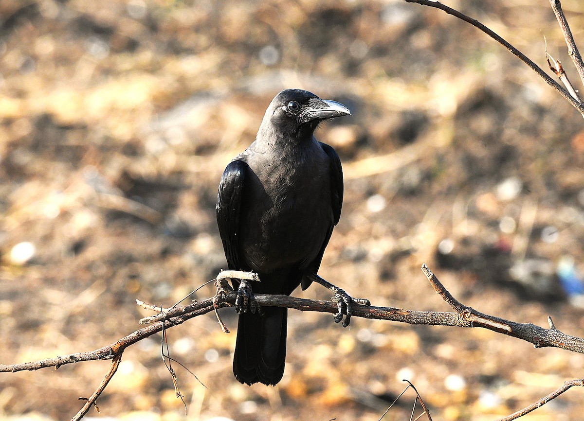 עורב הודי - ML645540589