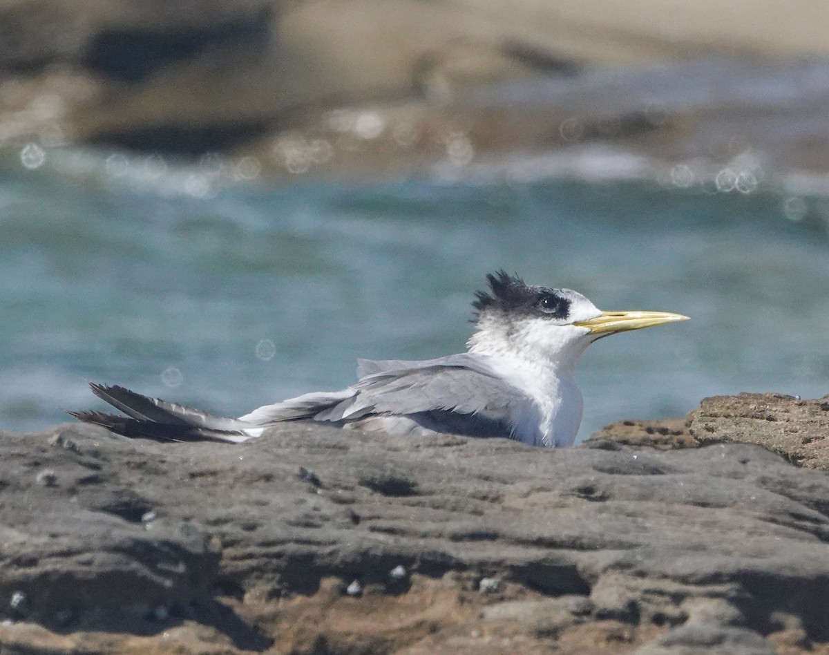 שחפית צהובת-מקור - ML645540591