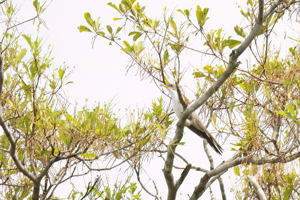 קוקיה צהובת-מקור - ML645540593