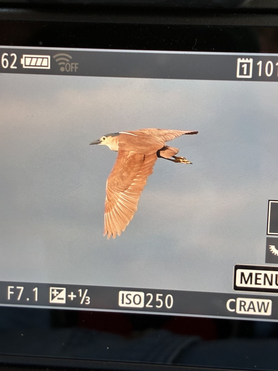 Nankeen Night Heron - ML645540594