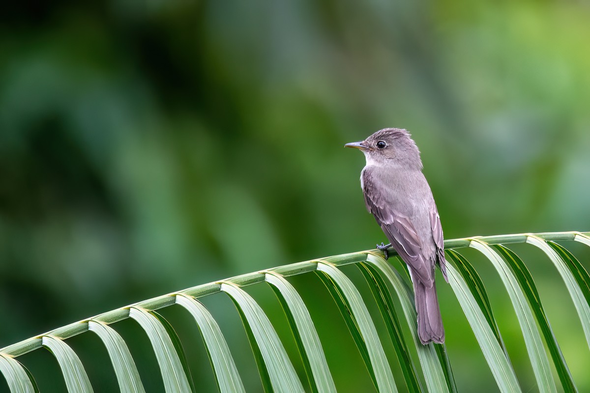 יערית מזרחית - ML645540599