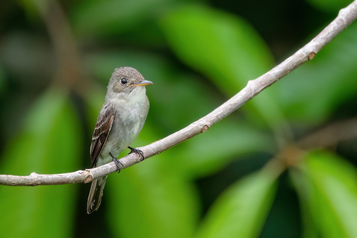 יערית מזרחית - ML645540600