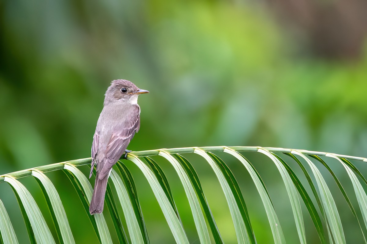 יערית מזרחית - ML645540601