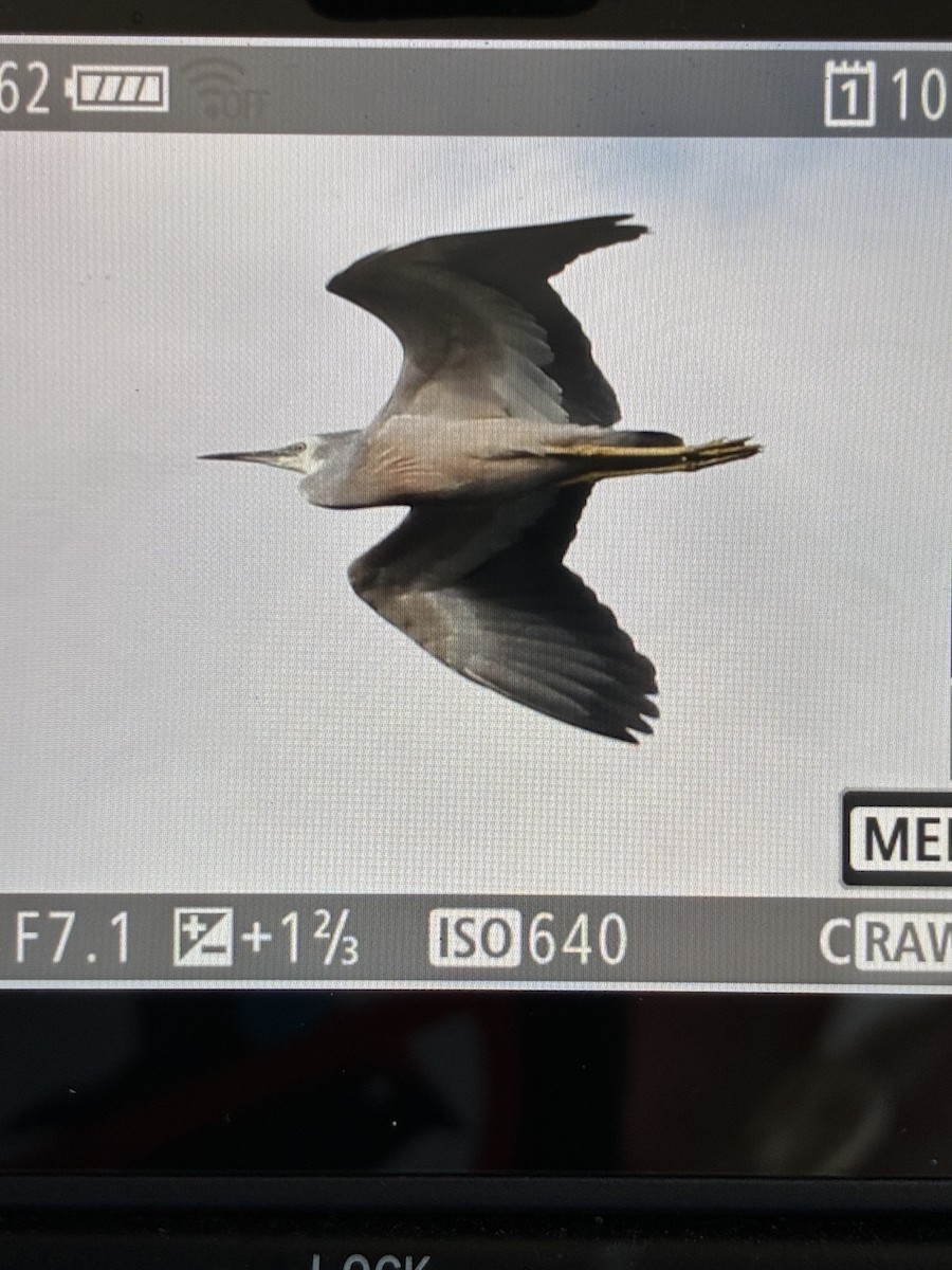 White-faced Heron - ML645540602