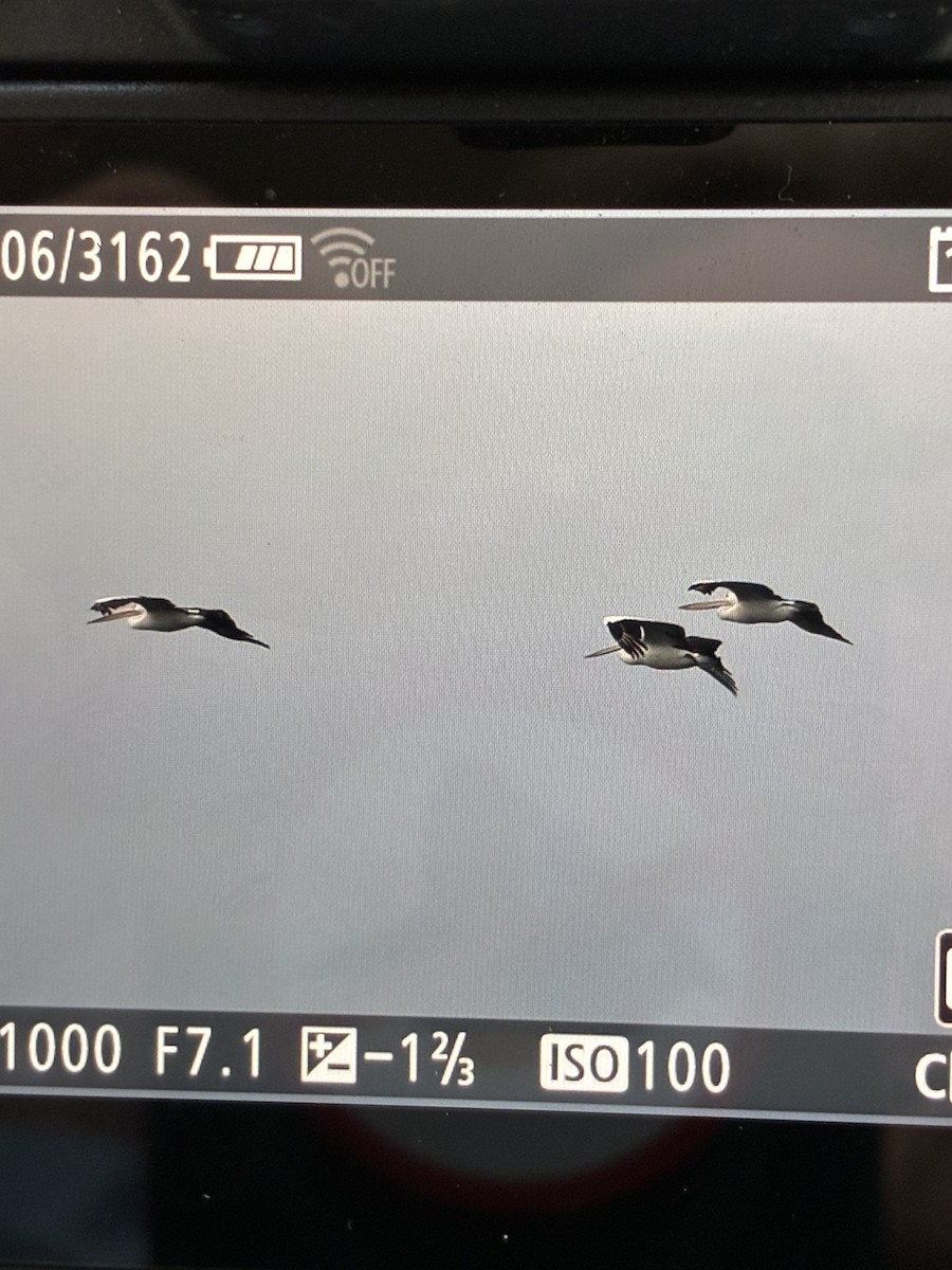 Australian Pelican - ML645540603